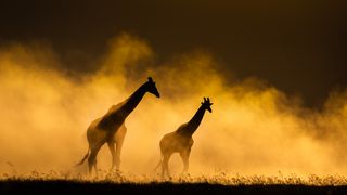 Silhouettes of two giraffes walking through golden mist during sunset over a grassy landscape