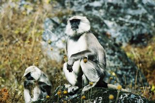 Himalayan gray langurs in early fall when the living is comparatively easy and there’s no need to fall back on ‘nonprofitable’ foods.