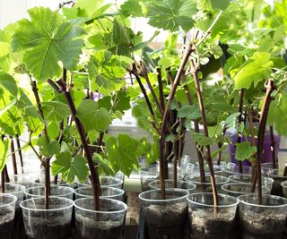 Young grape plants growing from cuttings