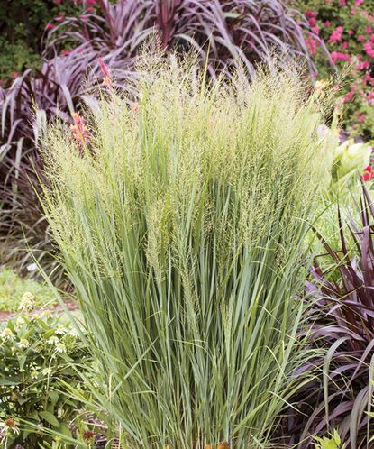 Types of ornamental grass: 16 varieties for borders and pots | Gardeningetc