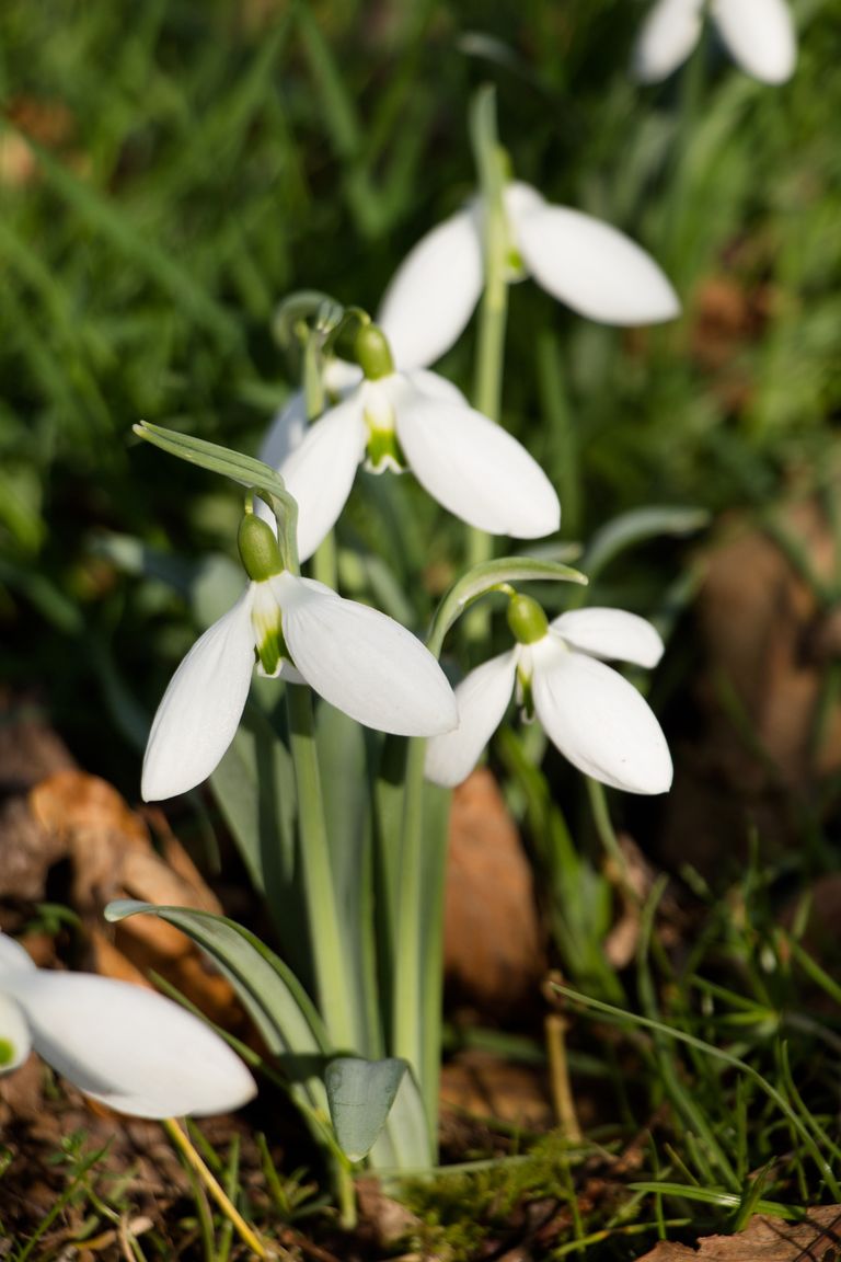 Best snowdrops to grow our expert picks for a winter garden Homes
