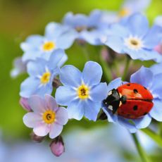 Ladybird on forget-me-not flowers -