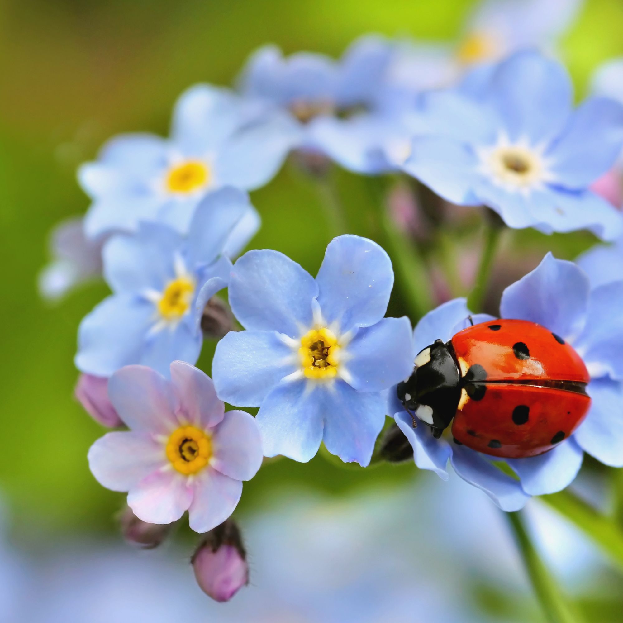 Ladybird on forget-me-not flowers -