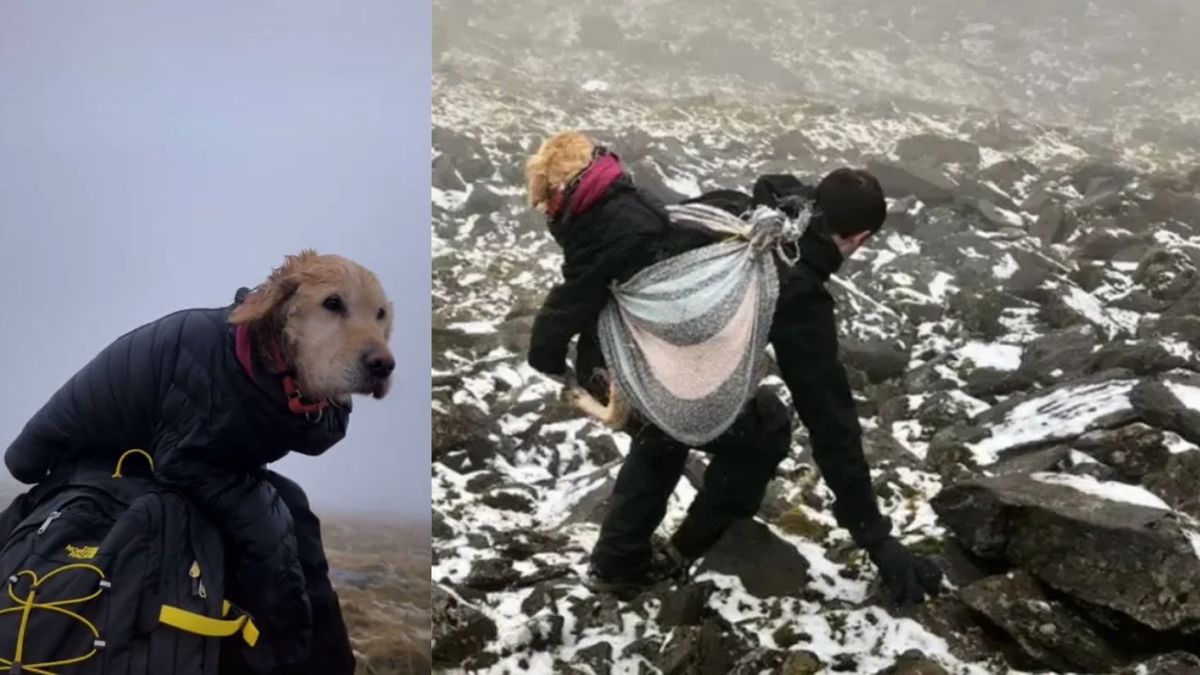 Lost dog being carried down Wicklow Mountains