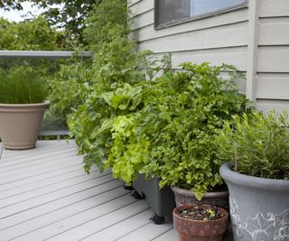 Plants in pots on a balcony