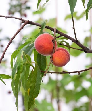 Prunus persica 'Avalon Pride’