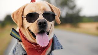 Labrador dressed in sunglasses and bandana for National Dress Up Your Pet Day
