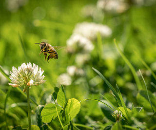 Close up of wild bee in mid-air next to a clover flower