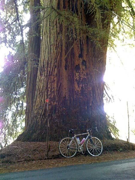 Some big trees keep road riding interesting in Northern California.