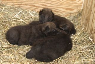 A litter of maned wolf pups born at the Smithsonian.