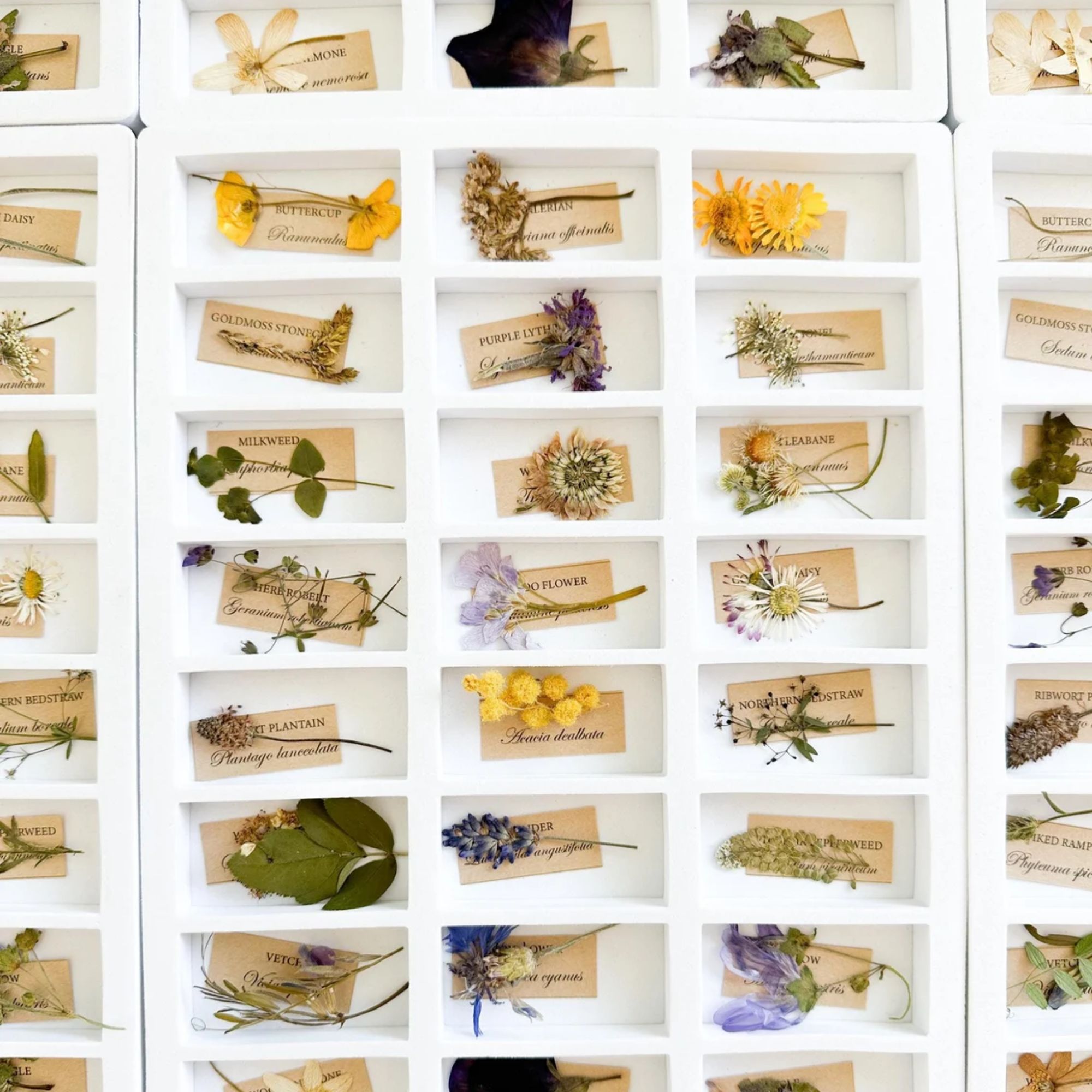 Botanical advent calendar | NECKLACE and ARTWORK included