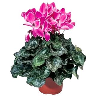 Pink Cyclamen Plant Live, Ornamental Cyclamen Houseplant, in 4 Inch Pot, Cold Hardy Cyclamen Flowers for Decoration