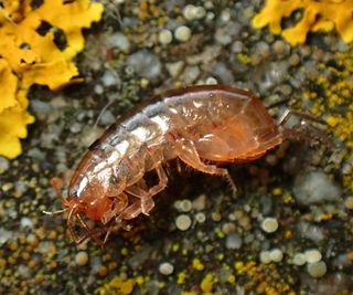 A lawn shrimp