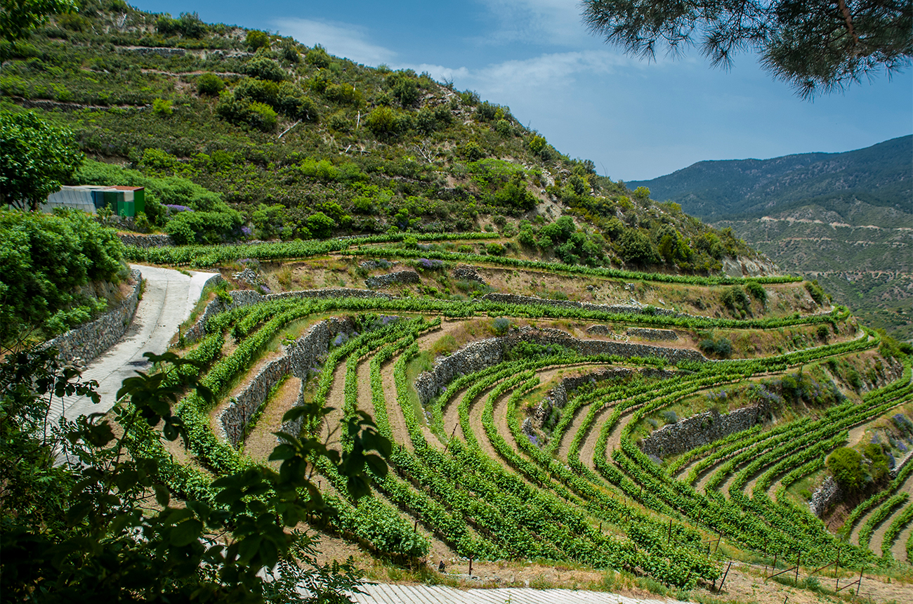 Vineyards in Pelendri, Cyprus. Credit: Cyprus Deputy Ministry of Tourism | www.visitcyprus.com
