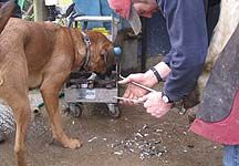 Farrieranddog.jpg
