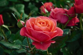 beautiful peach coloured rose
