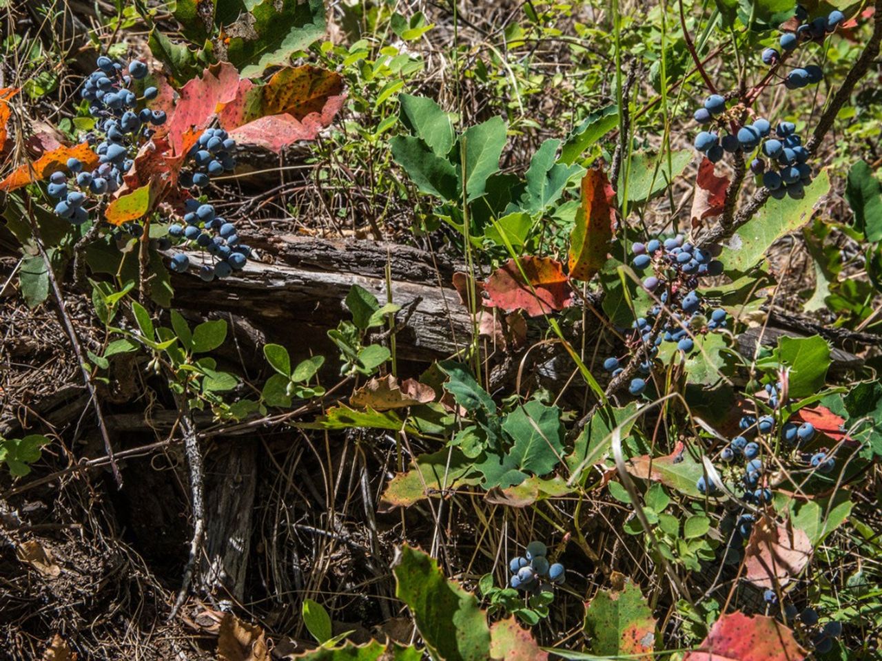 Cascade Oregon Grape Plant In Garden