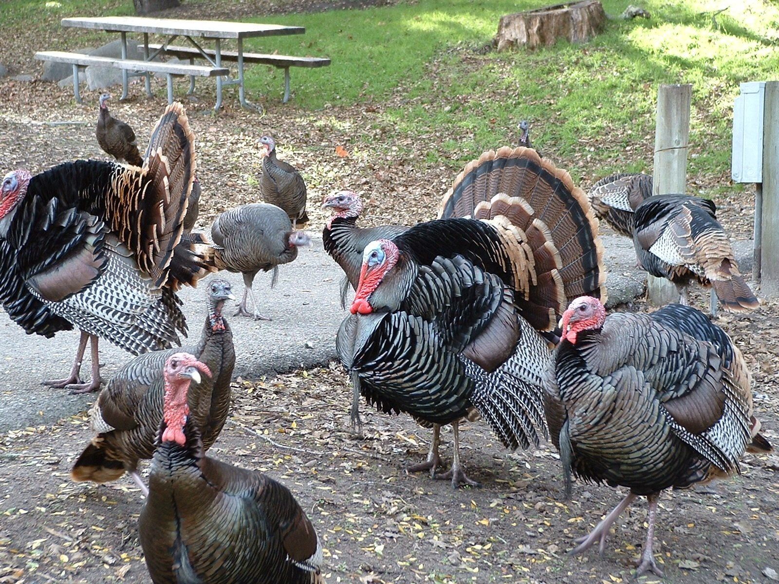 Turkey Manure For Garden at Richard Thompson blog