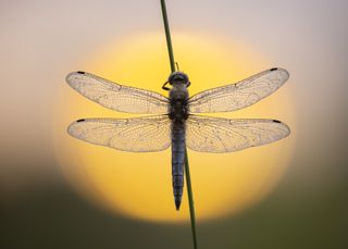 Dragonfly behind sunset