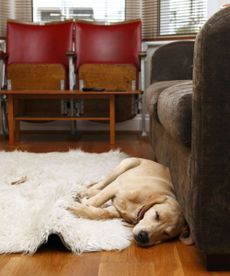 Light brown dog laying on fluffy white rug, next to dark brown sofa in living room.