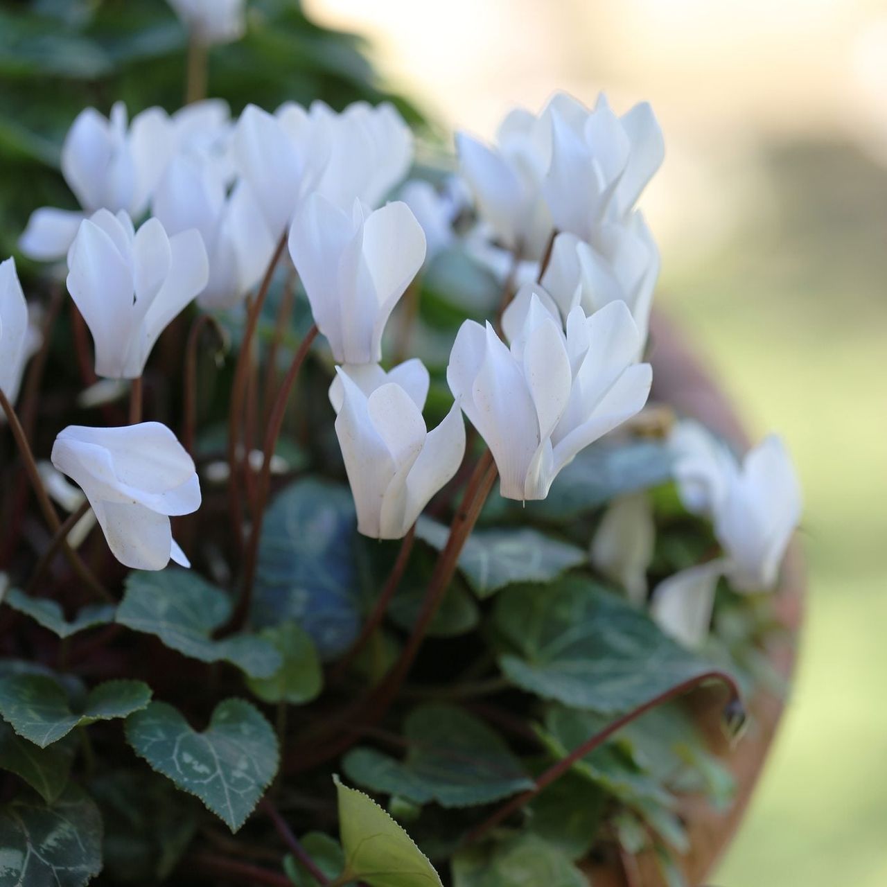 White Cyclamen Bulbs