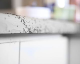 ants crawling on kitchen worktop - GettyImages-1217118154