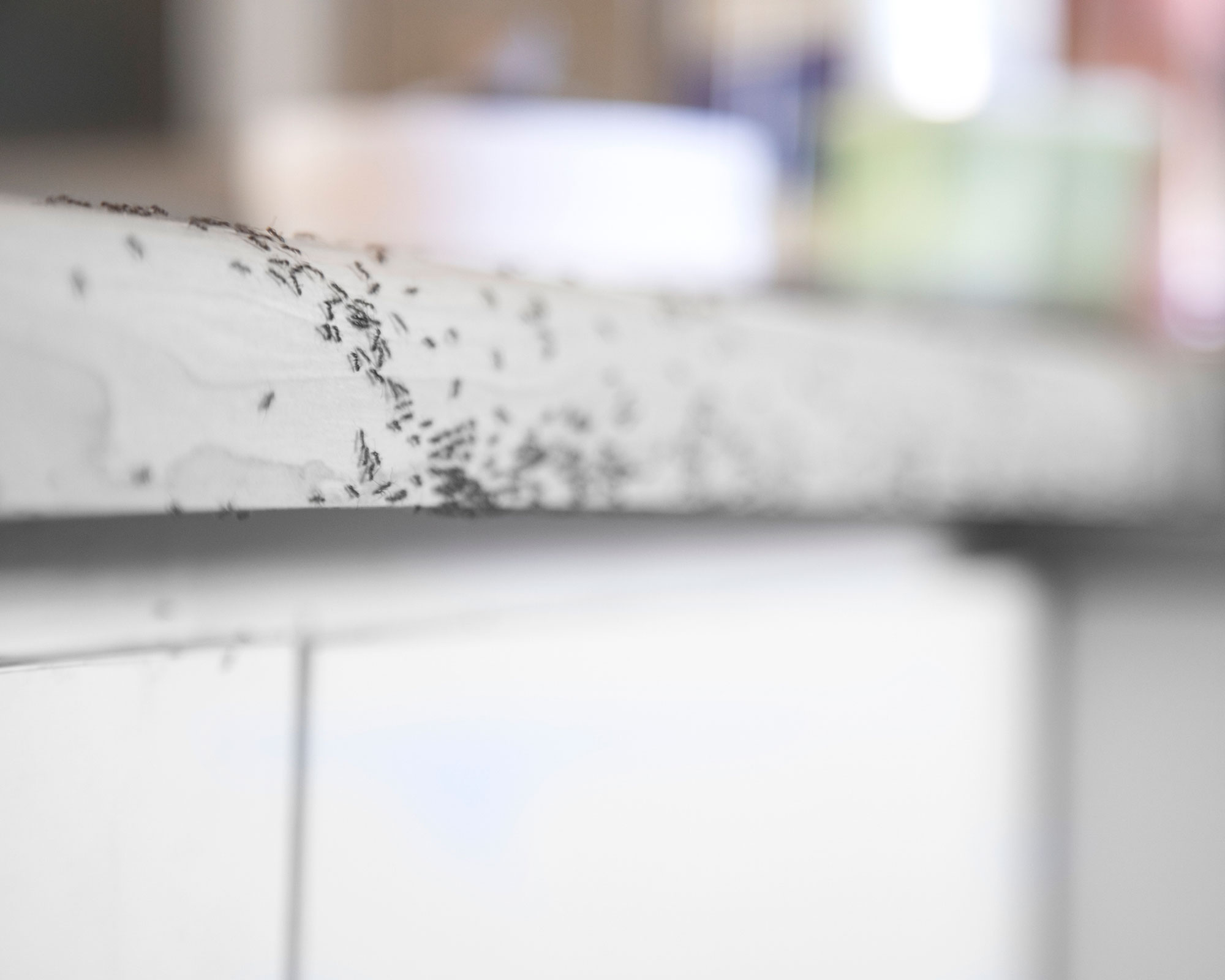 How to get rid of ants - ants on kitchen worktop - GettyImages-1217118154