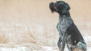 German Wirehaired Pointer