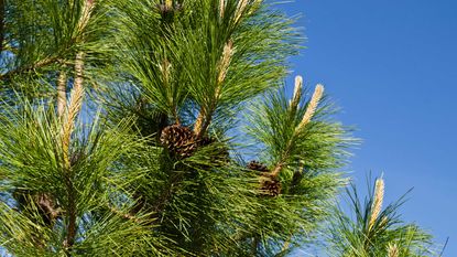 pine cones on ponderosa pine