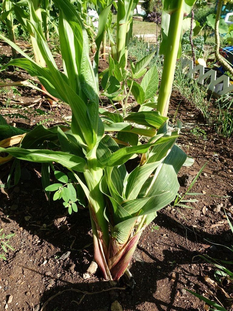 dwarf maize