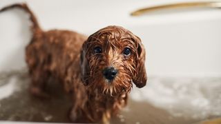 dog in bath