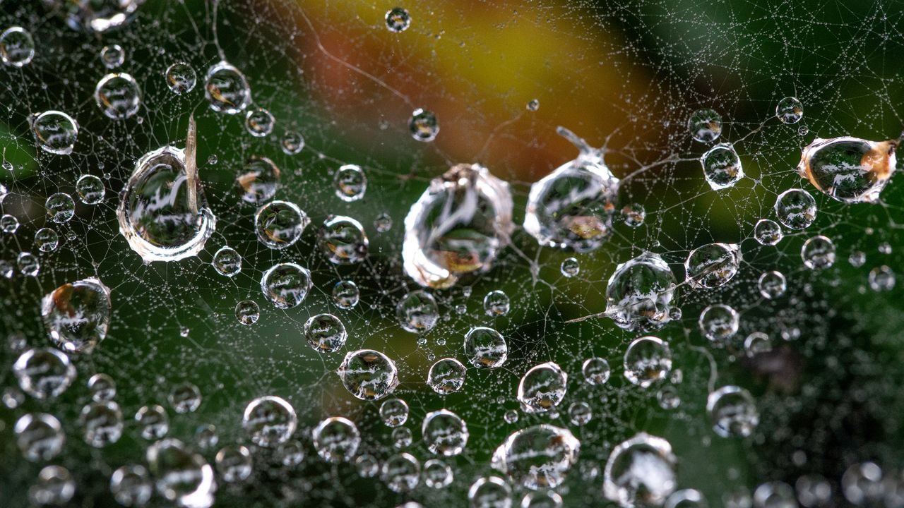 Before: A looser crop, with lower magnification, incorporates too much peripheral detail into the frame