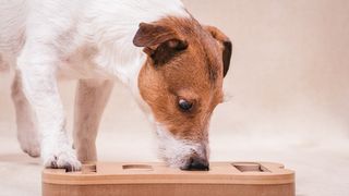 Dog playing with one of the best dog puzzle toys