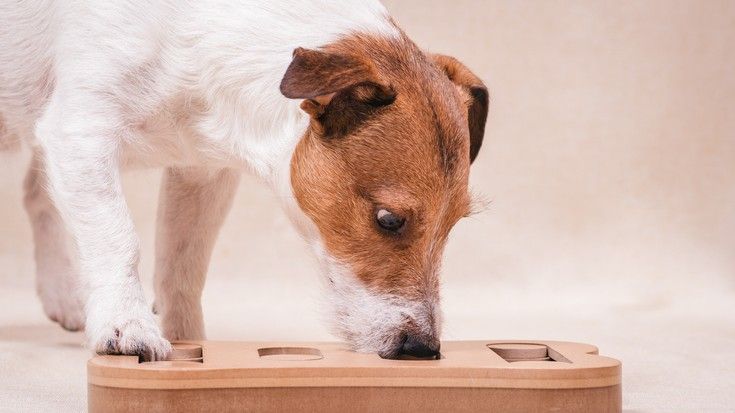 Dog playing with one of the best dog puzzle toys