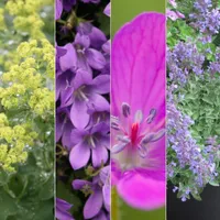 Weed-smothering&nbsp;plant combination | £23.96 at Crocus