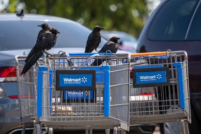 Walmart beats expectations on stretched budgets