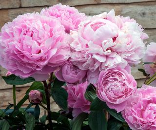 Sarah Bernhardt peonies flowering near a garden fence