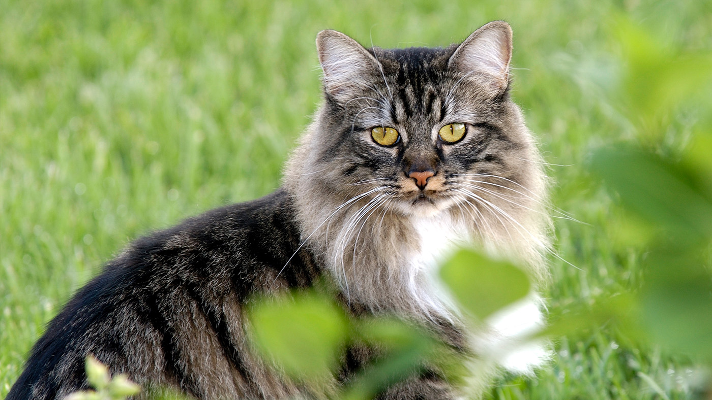 Longhaired Manx cat portrait in garden