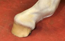 1-Club-foot-3.jpg