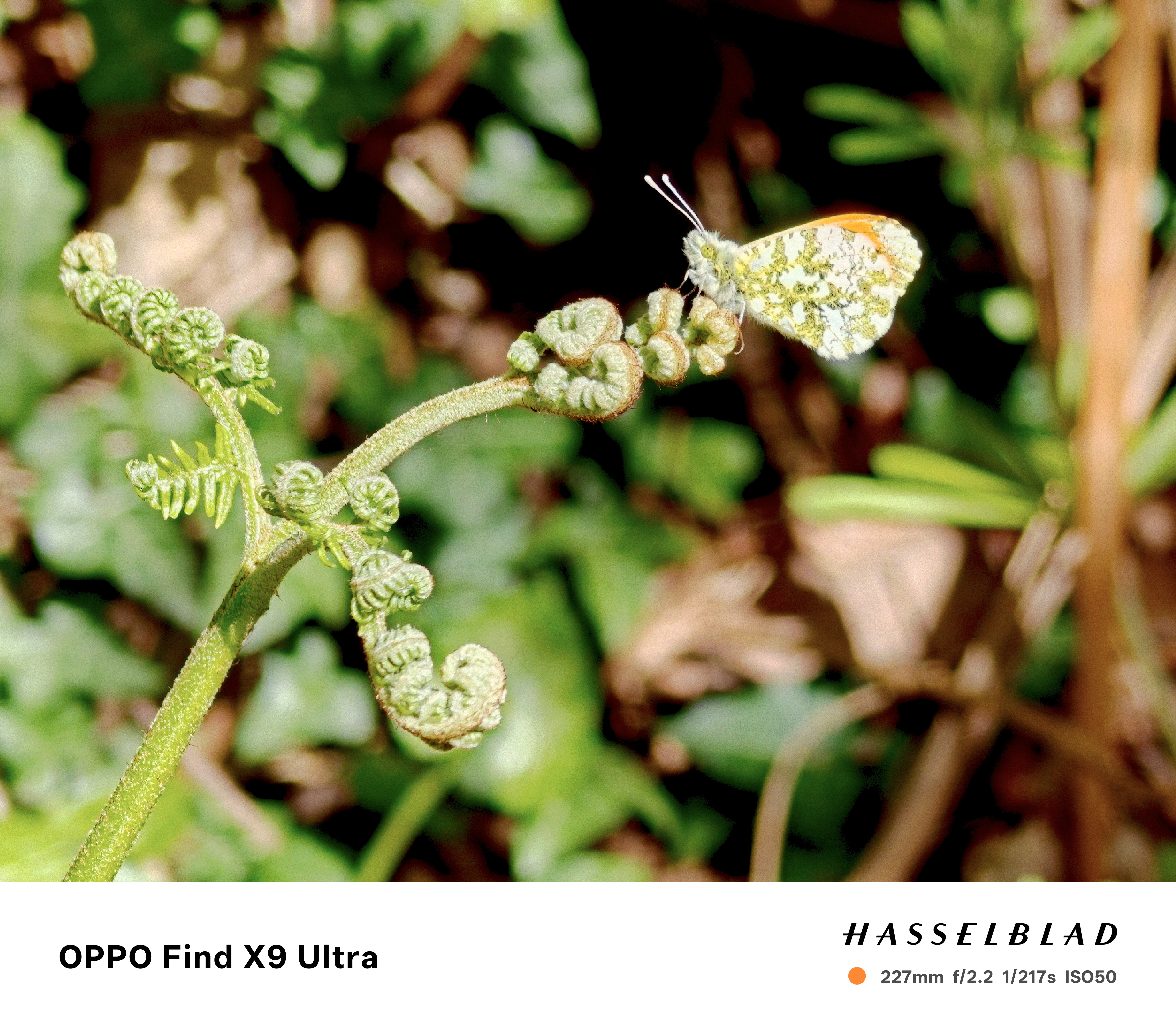 Closeup of a butterfly on a plant