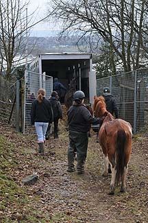 Caerphilly-horses.jpg