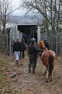 Caerphilly-horses.jpg