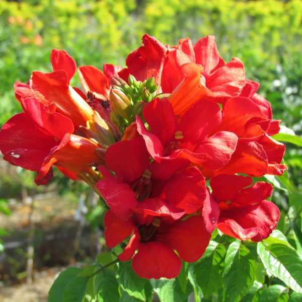 Summer Jazz&amp;trade; Fire Trumpet Vine