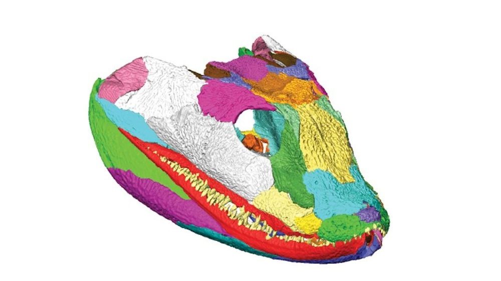 3D Model of Tetrapod Skull