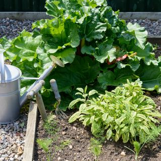 A vegetable garden border with a watering can