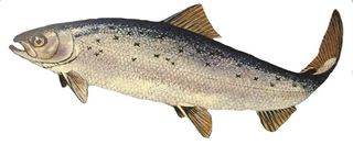 Salmon, atlantic salmon