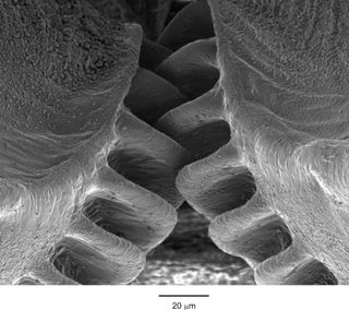 insect leg gears