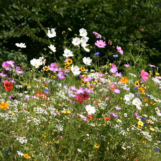beautiful wildflowers growing in a meadow