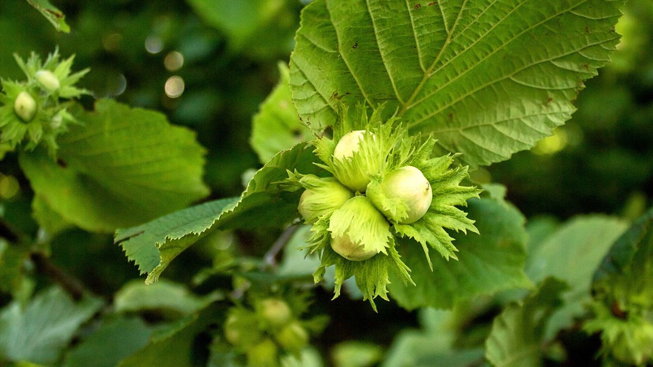 hazelnut tree