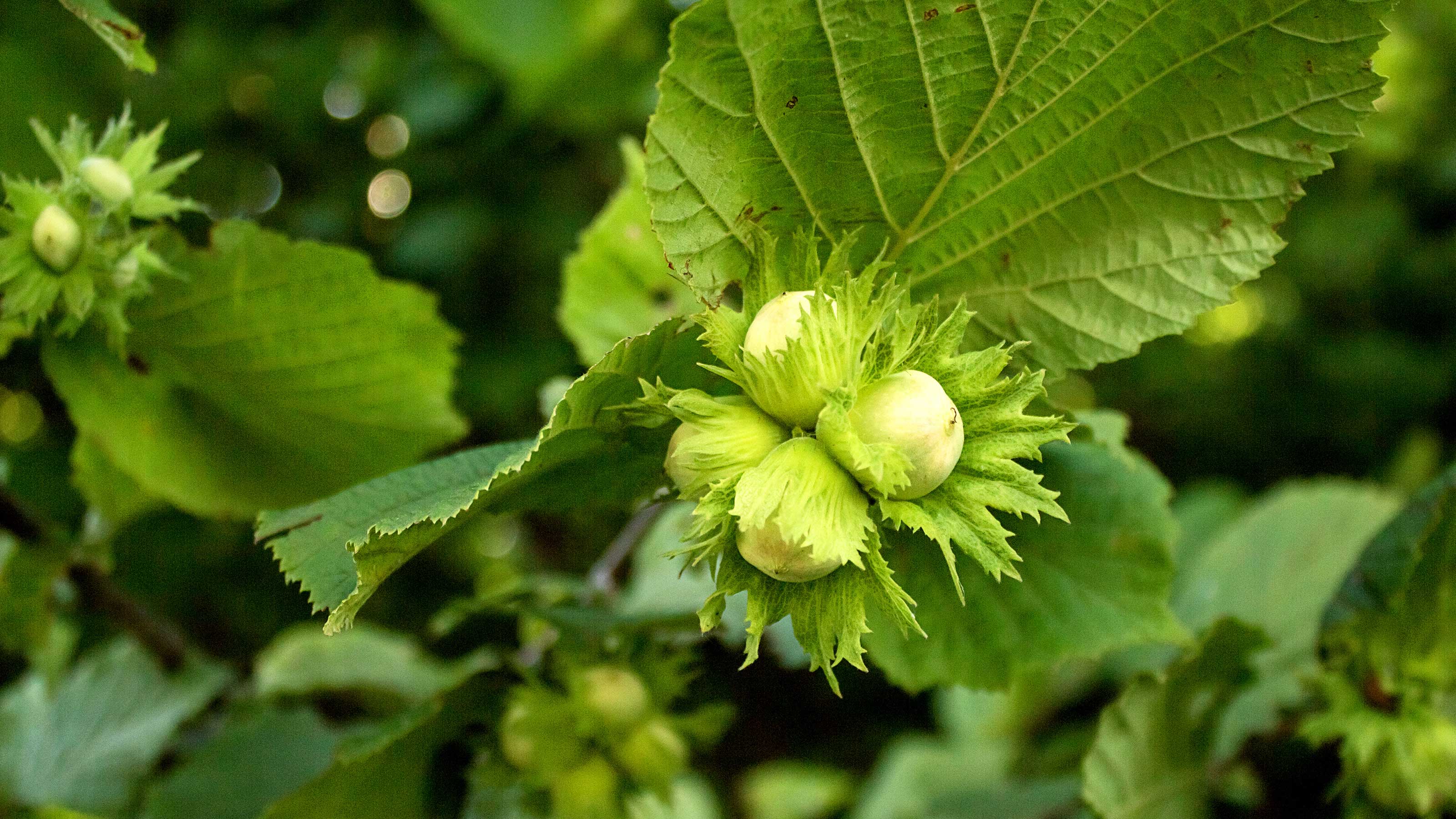Hazelnut Plant Hazelnut Plant